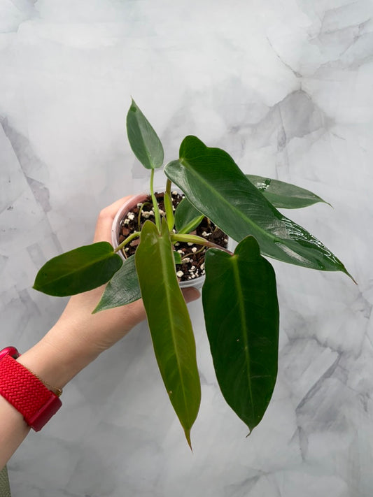 Philodendron Spiritus Sancti in 4" Pot