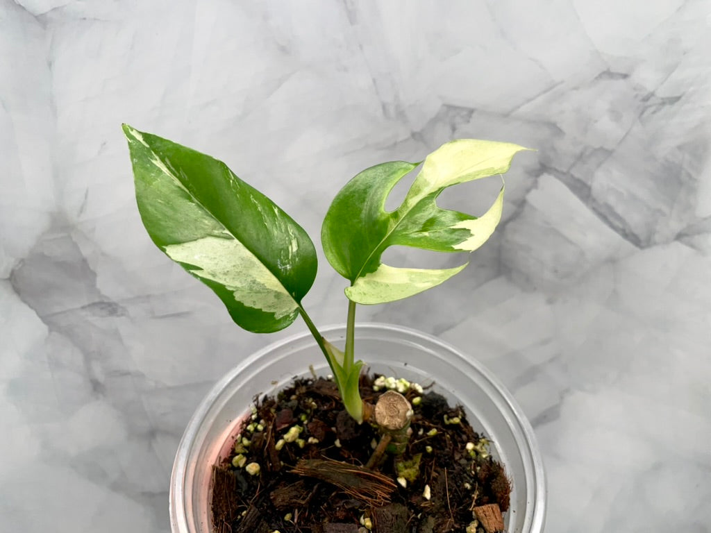 Variegated Rhaphidophora Tetrasperma Albo Extra High Var