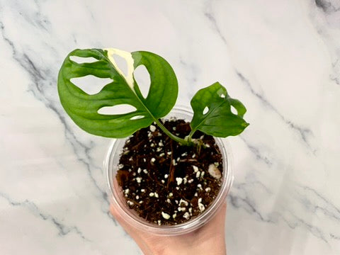 Variegated Monstera Adansonii Albo Rooted STARTER with 3 Growth Points