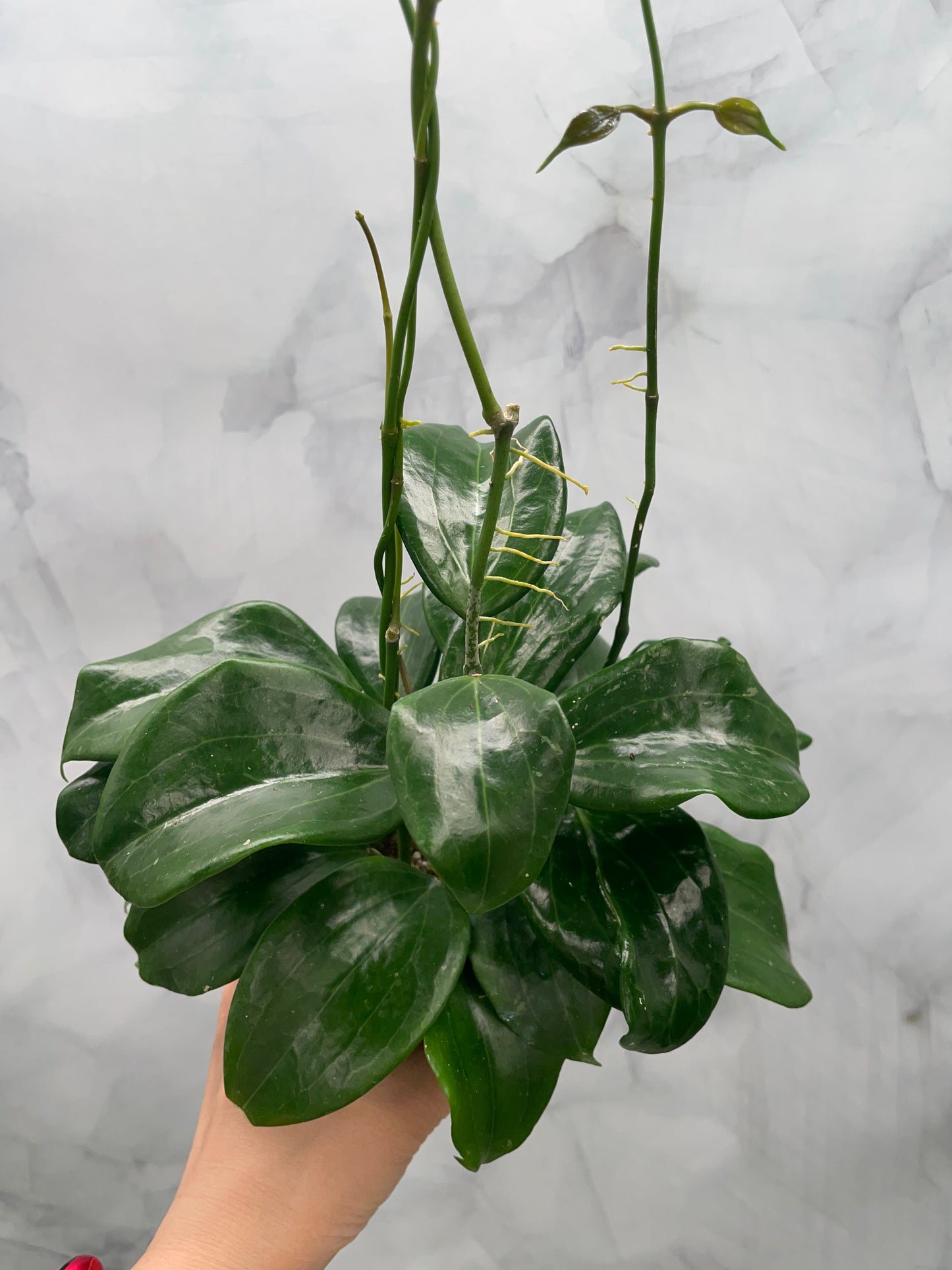 Hoya quinquenervia – Super Bushy in 4” Pot, #3