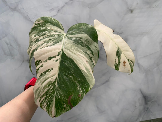 Monstera Albo 2 Leaves Top HIGH Var Cutting, 3 Nodes