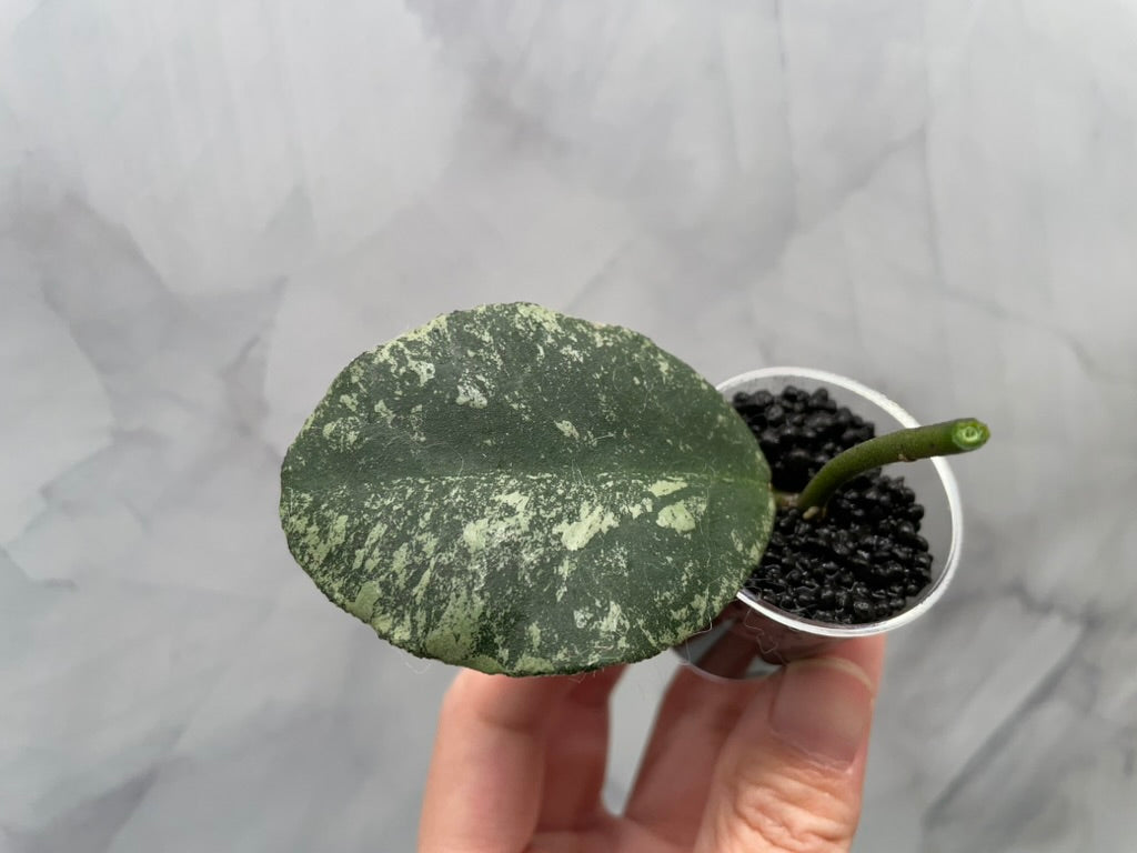 Hoya Waymaniae Splash, 1 Leaf 1 Node Unrooted Cutting in 1 oz Cup