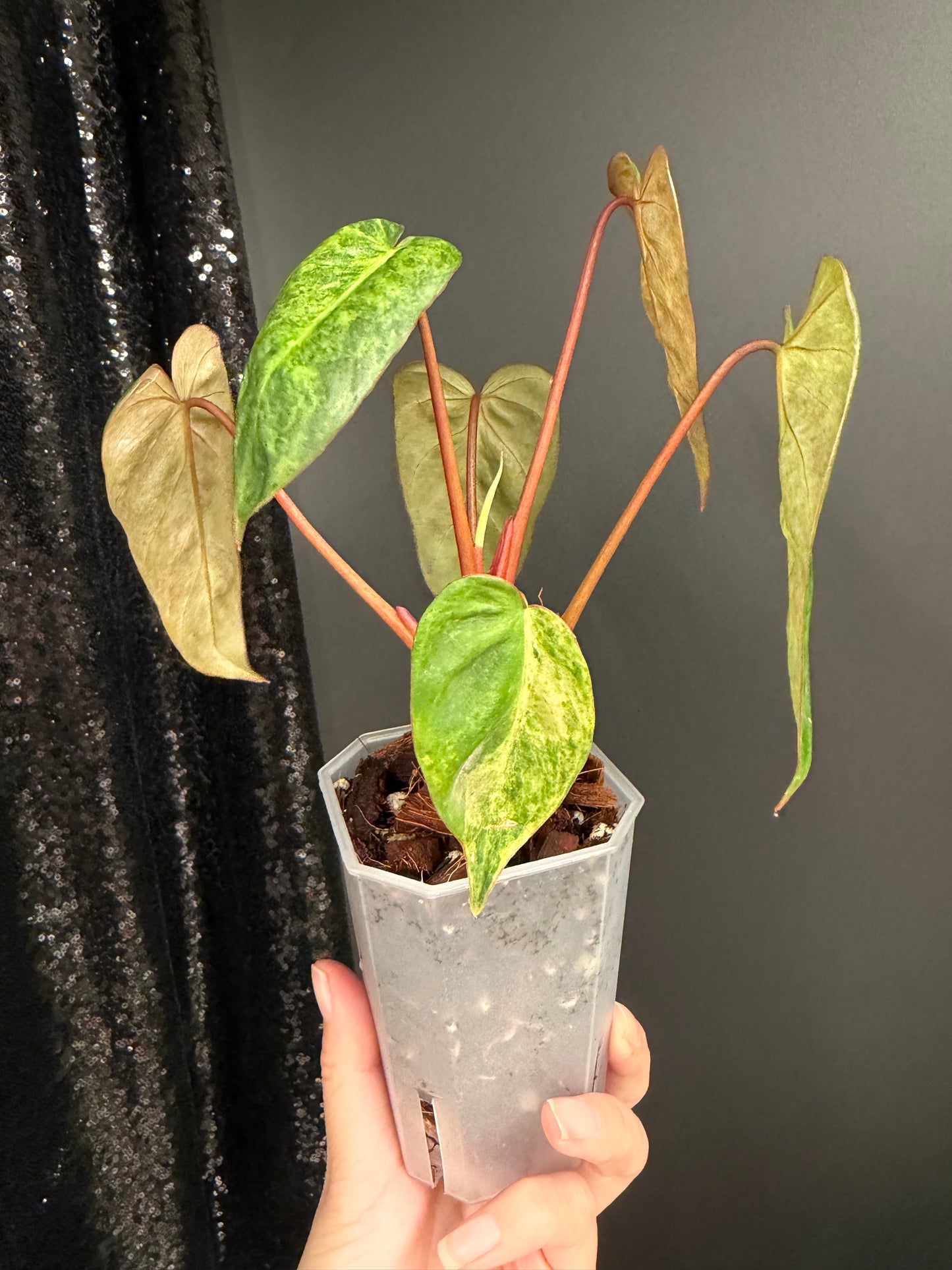 Philodendron El Choco x Billietiae Hybrid