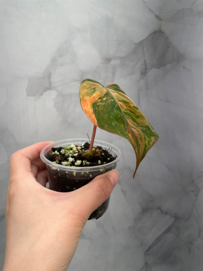 Variegated Pink/Aurea  Philodendron Micans, Large Leaf Rooted Cutting