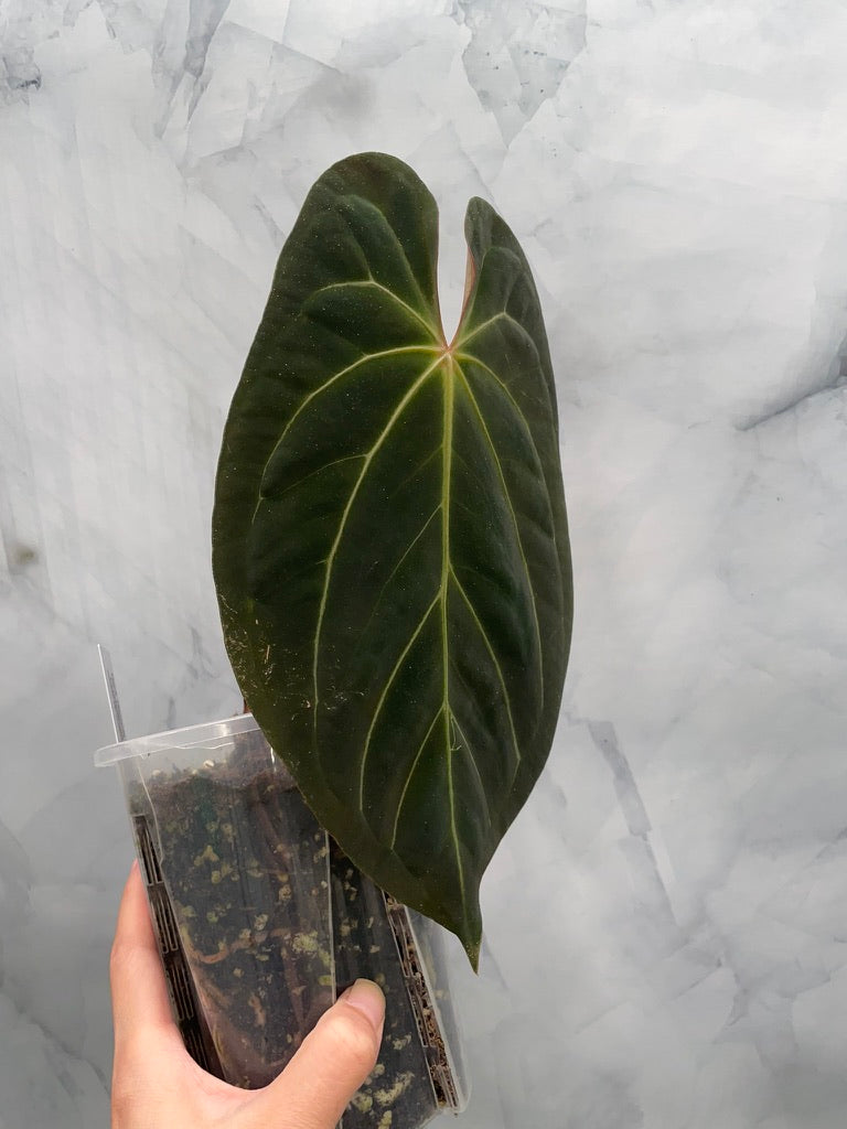 Anthurium Papillilaminum x Besseae aff Hybrid, Very Large Leaf, Exact Plant