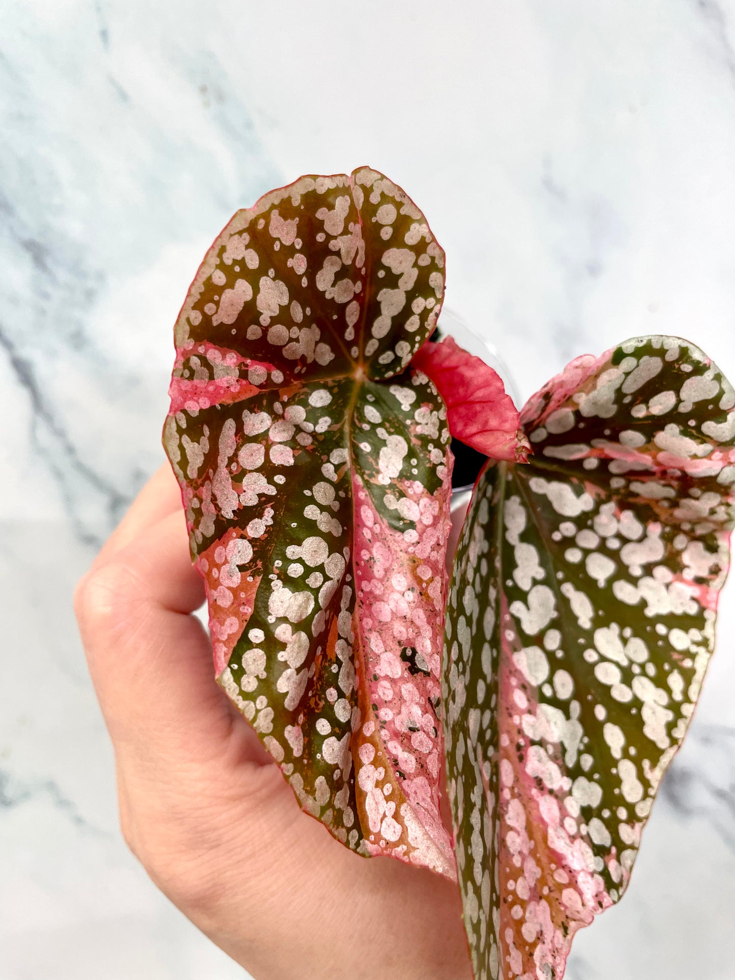 Begonia Snow Capped Variegated Newly Rooted Plant