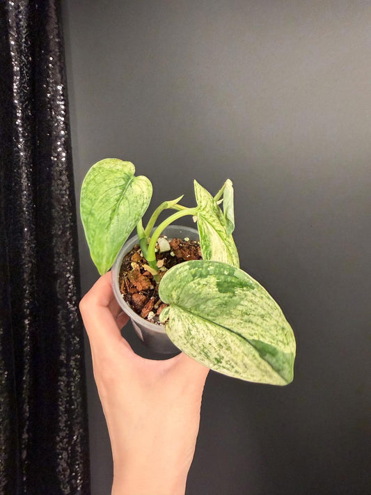 Scindapsus Dark Coulds Albo Variegated