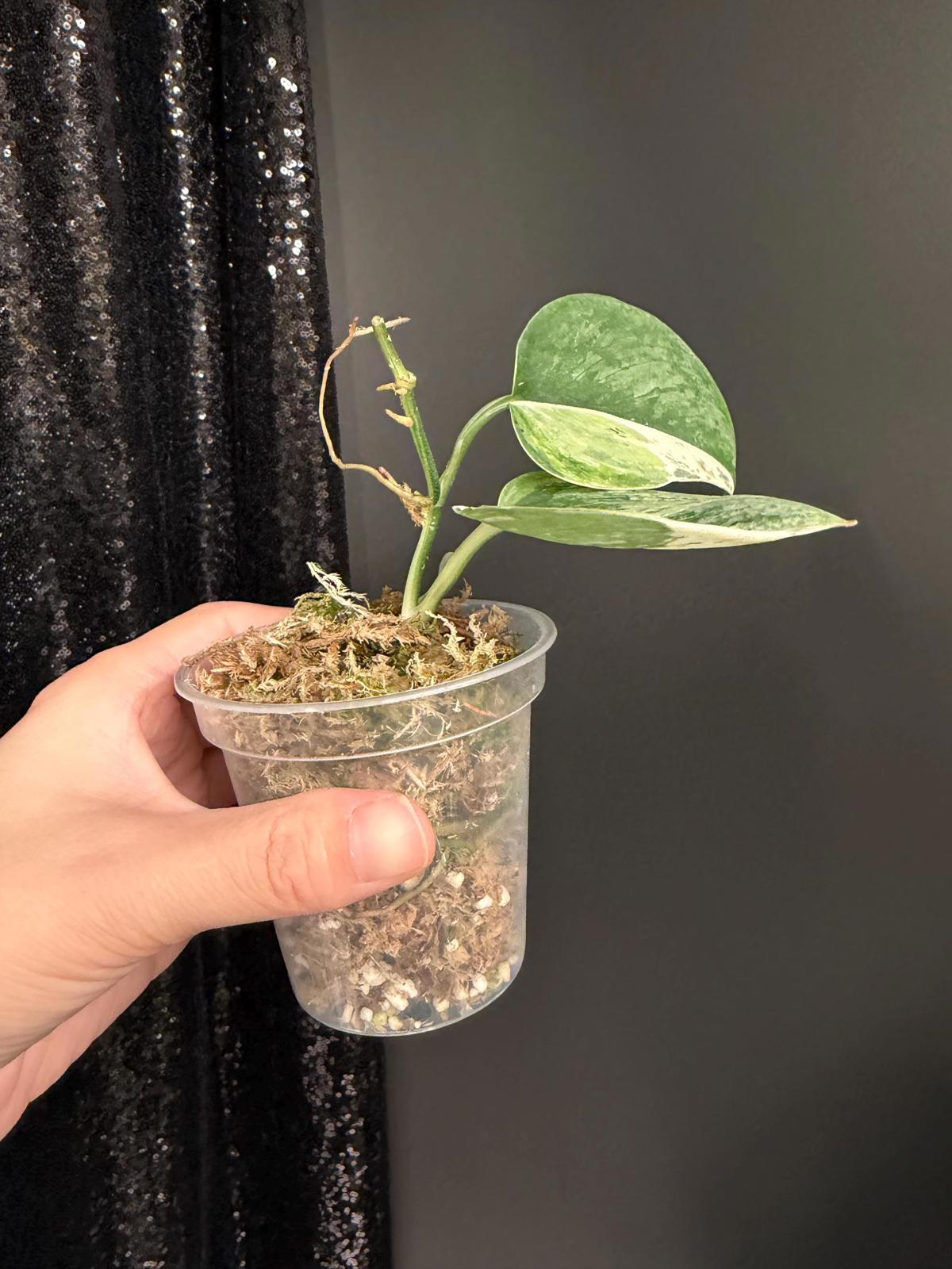 Scindapsus Parahyangan Albo Variegated
