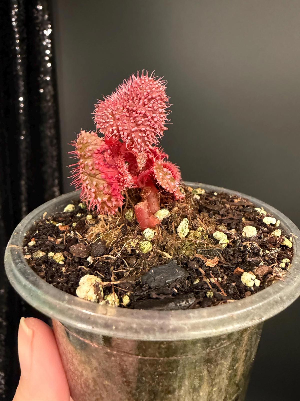 Begonia Pink Urchin, Rooted Starter