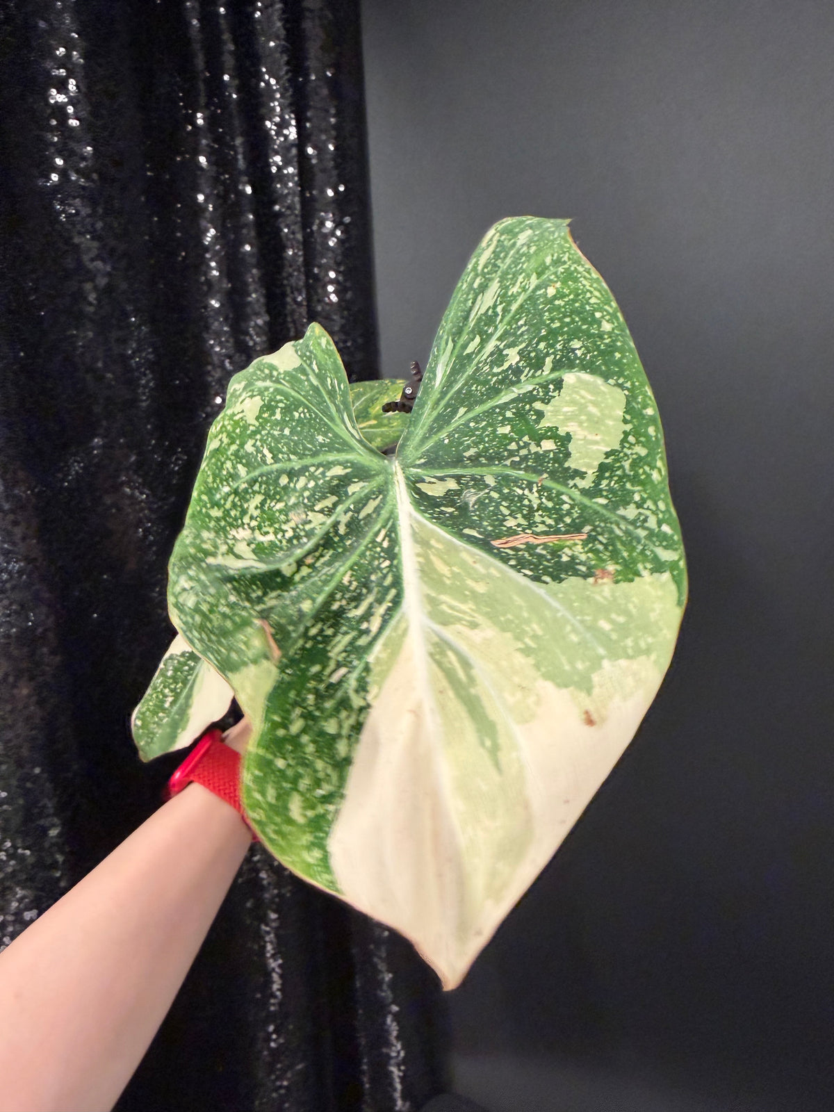 Philodendron Gloriosum Variegated