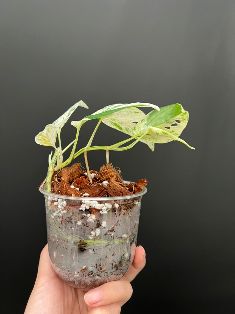 pipremnum Pinnatum Marble, Multiple Grow Points