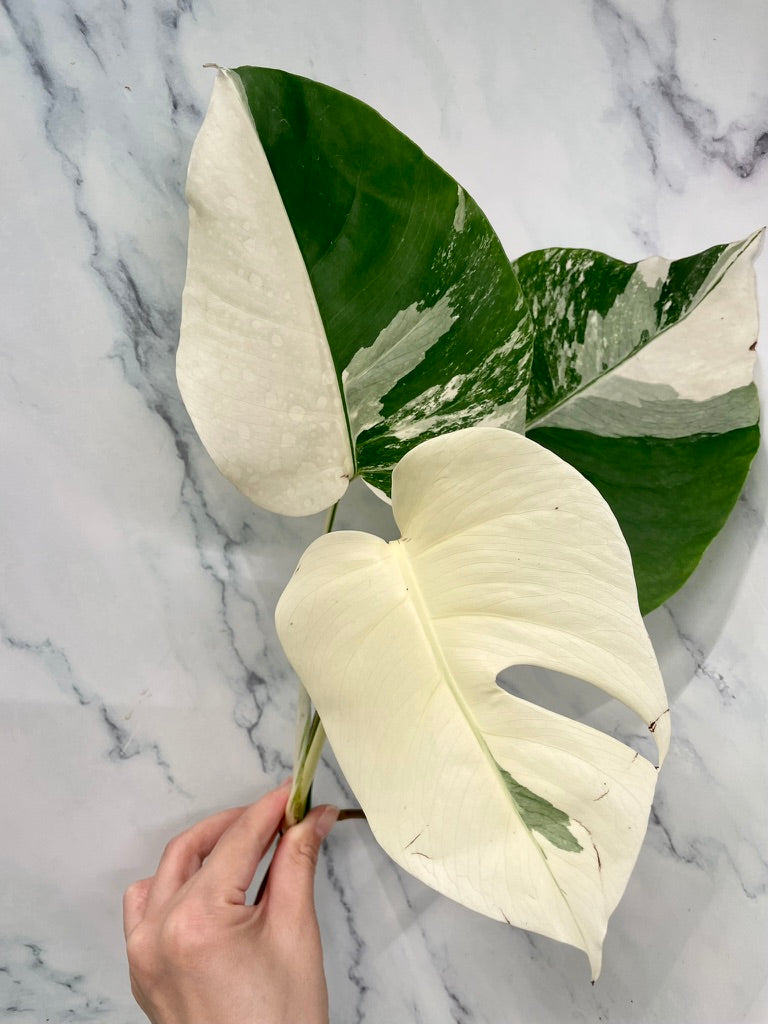 Monstera Albo 3 Leaves Top HIGH Var Cutting