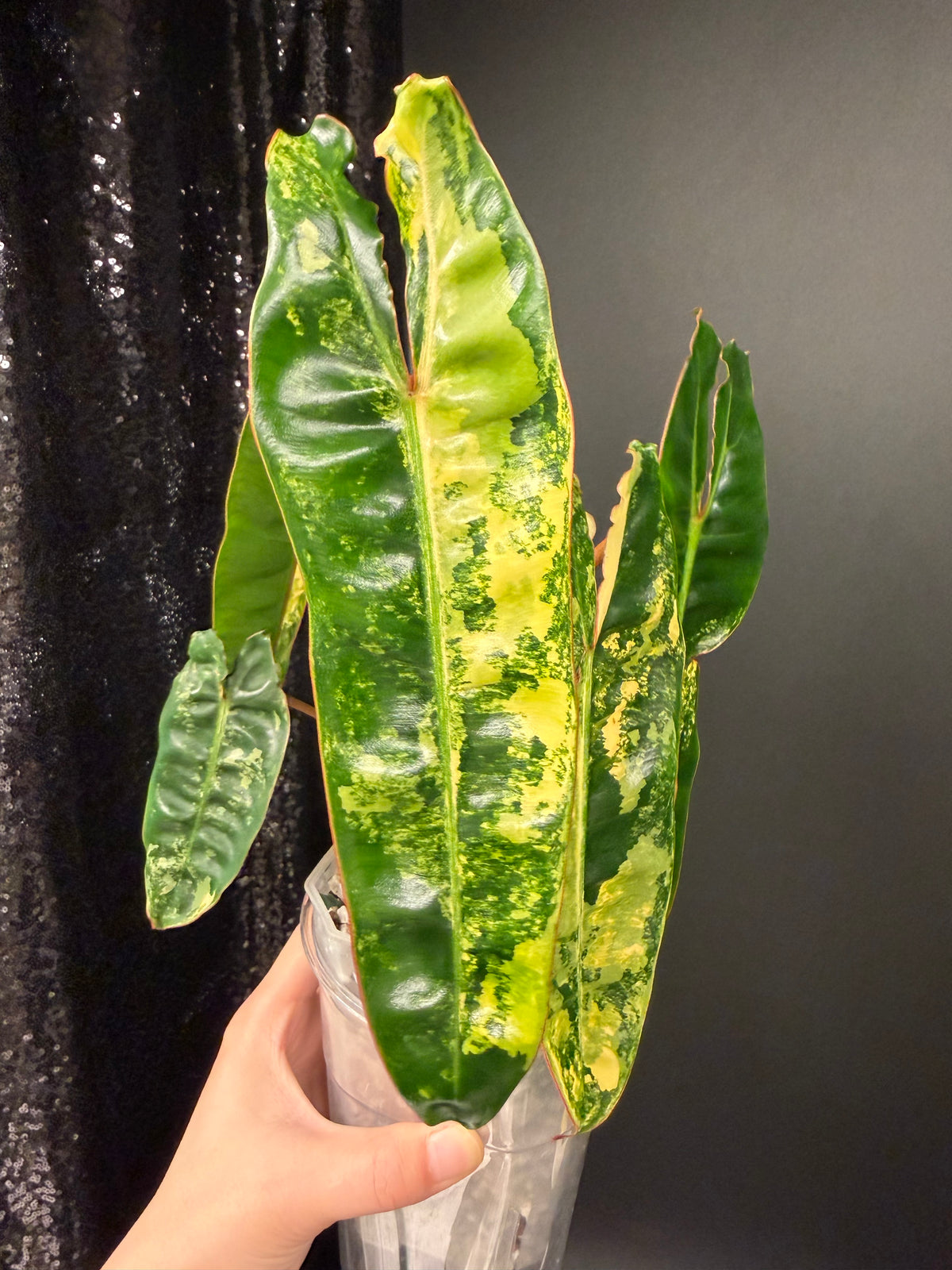 Philodendron Billie Variegated
