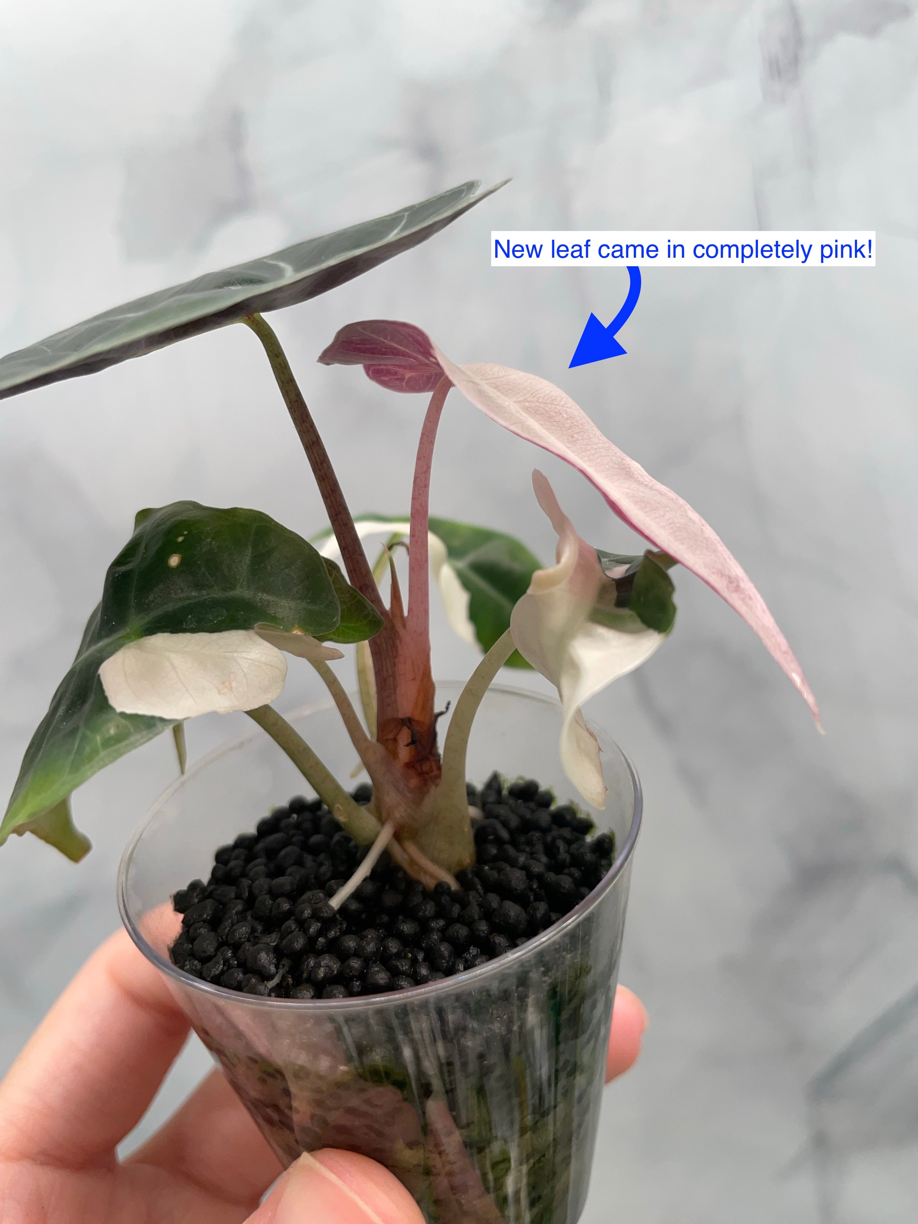 Alocasia Polly Pink Variegated | Stunning Pink Leaves, Well