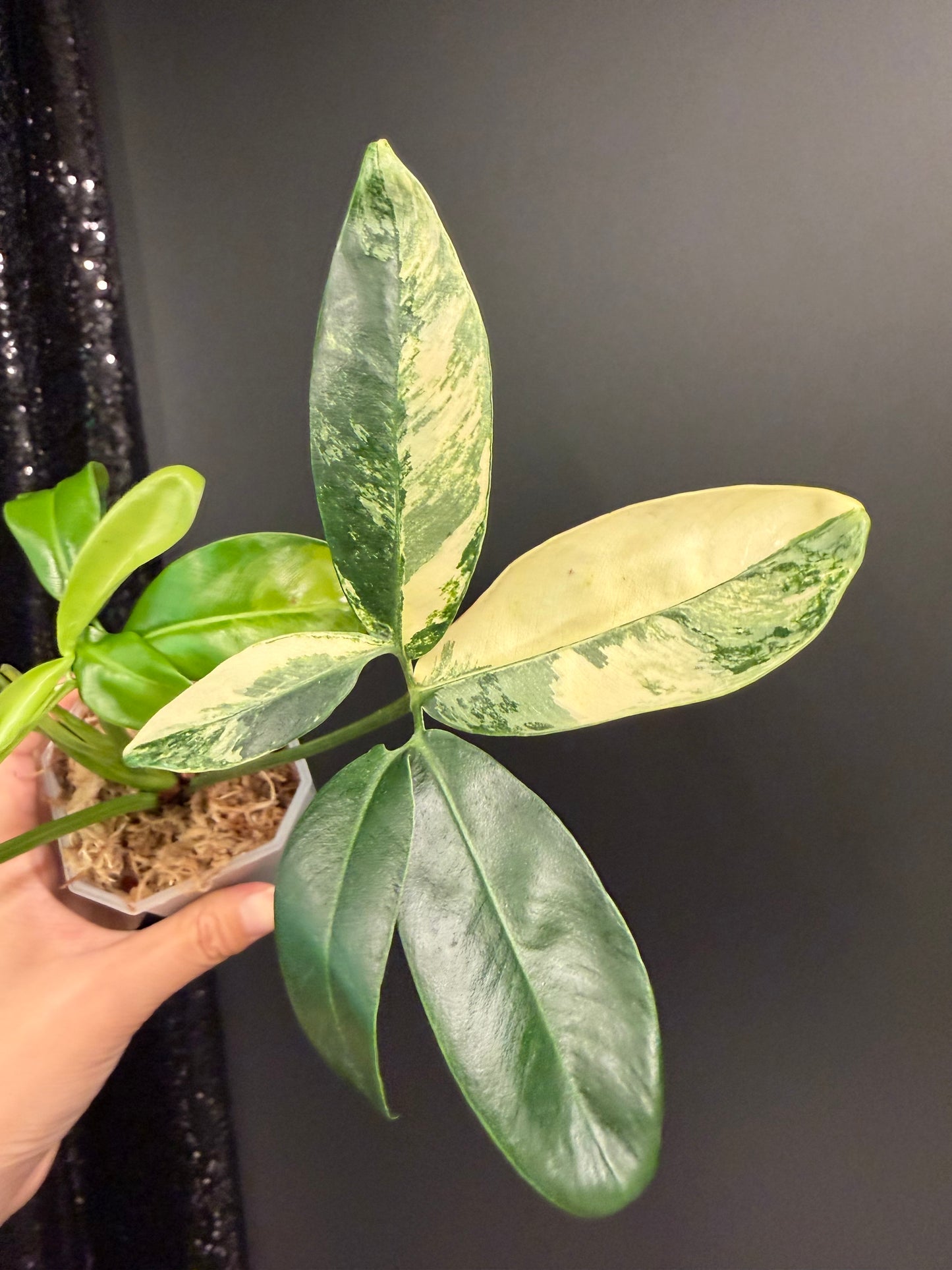 Philodendron Goeldii Variegated