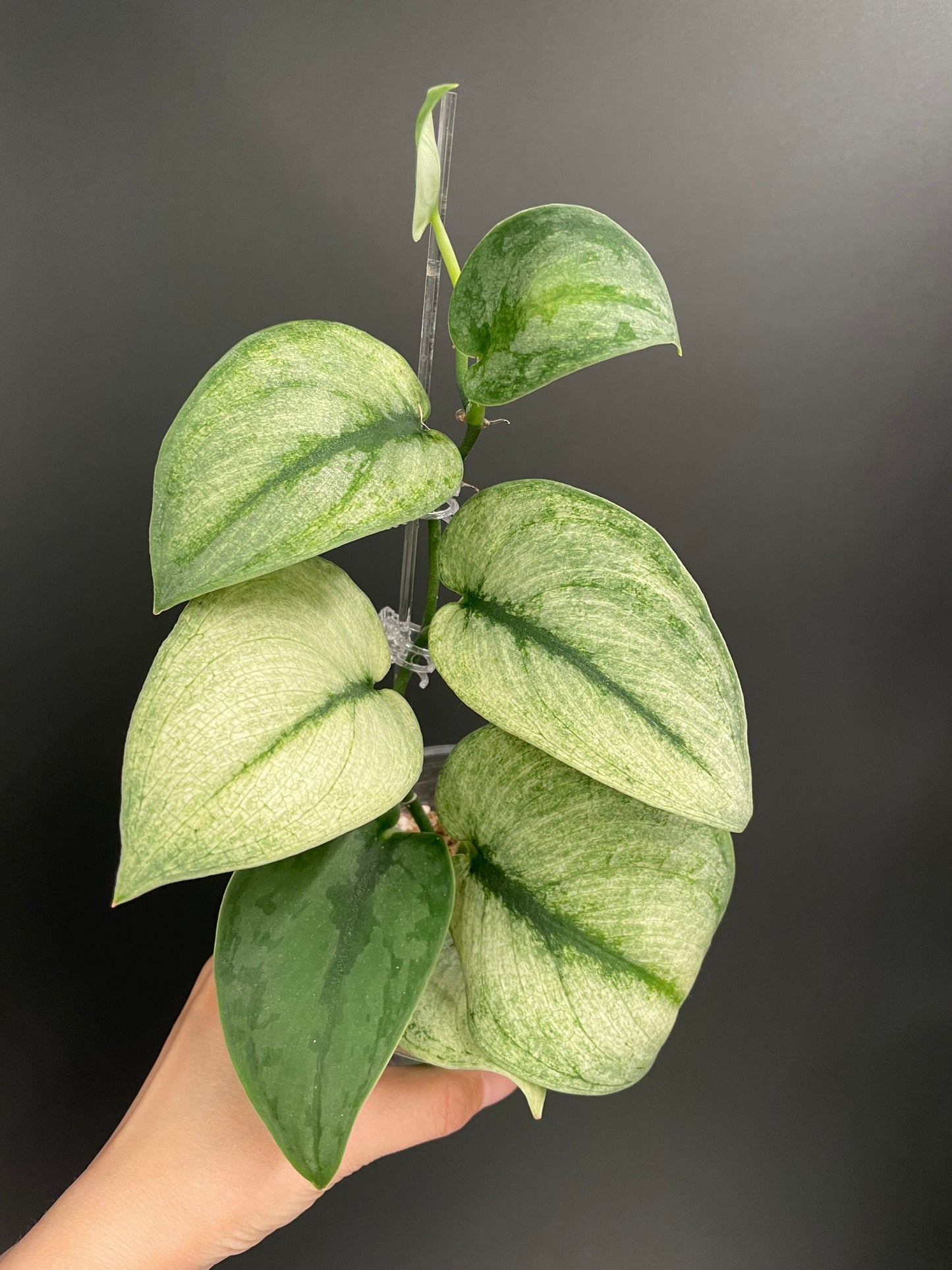 Scindapsus Exotica Mint