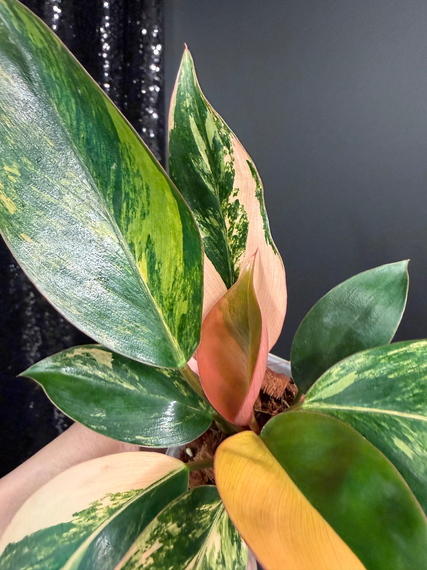 Variegated Philodendron Red Congo: Rare Aroid Plant
