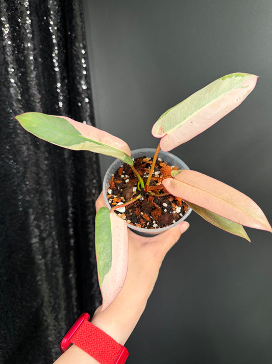 Philodendron Atabapoense Pink Variegated