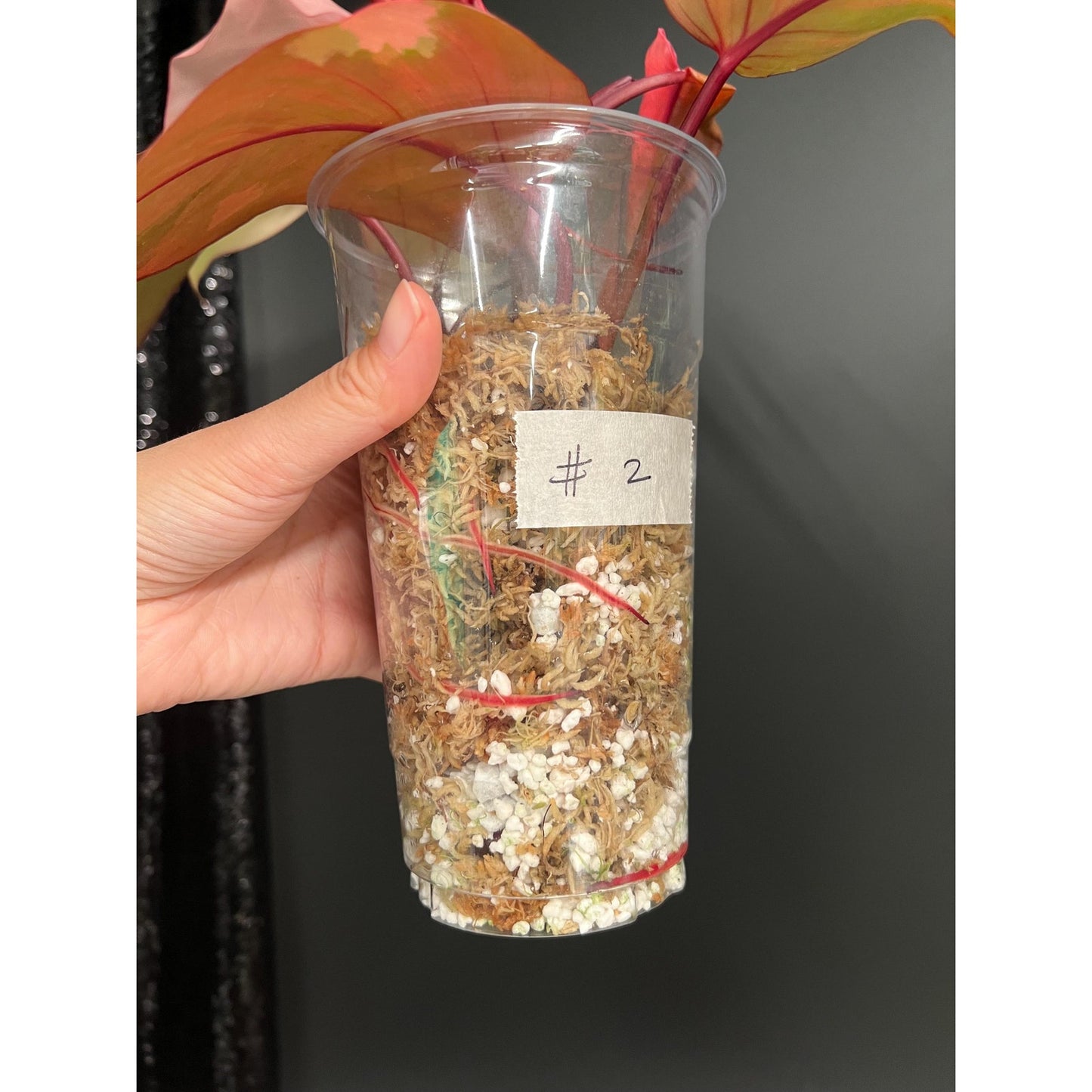 Philodendron Persimmon Princess, High Var, Exact Plant | US Seller