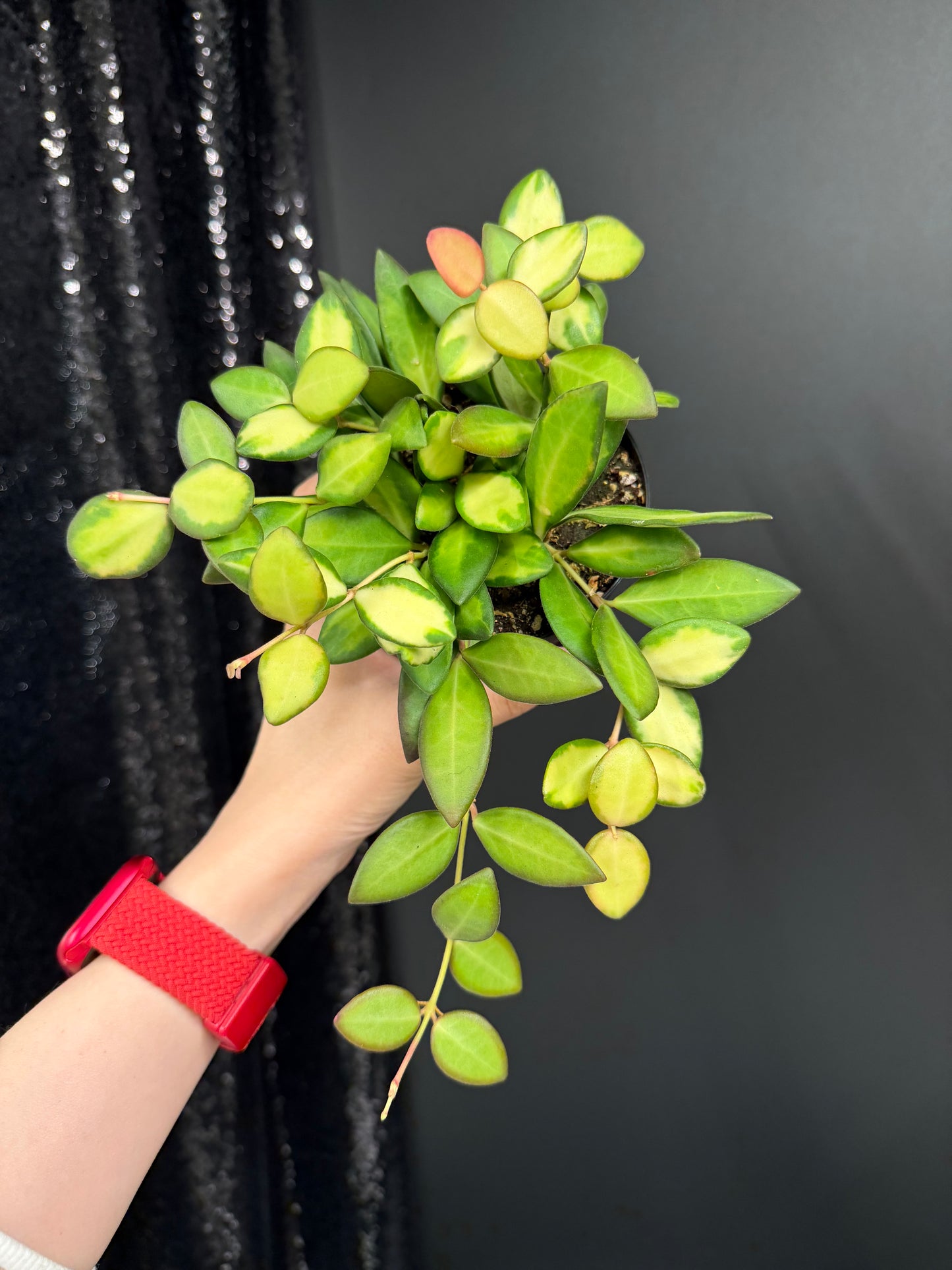 Bushy Variegated Hoya DS70, Hoya Burtoniae Variegata