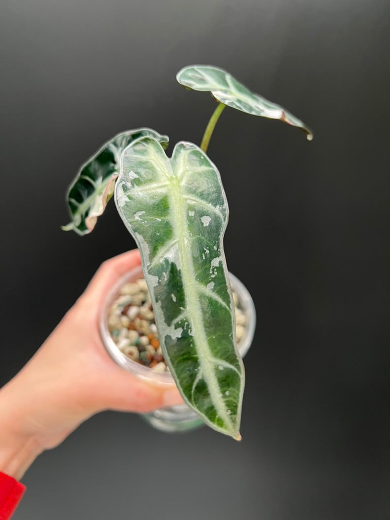 Alocasia Bambino Pink