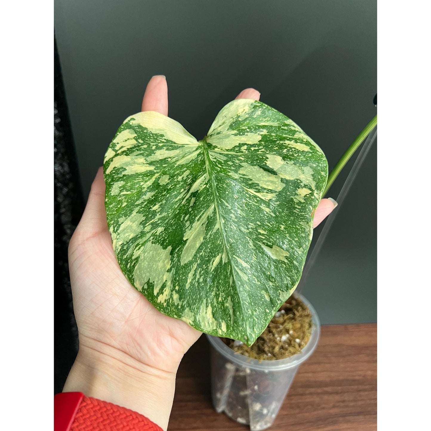 Monstera Crème brulée Variegated, Exact Plant | US Seller