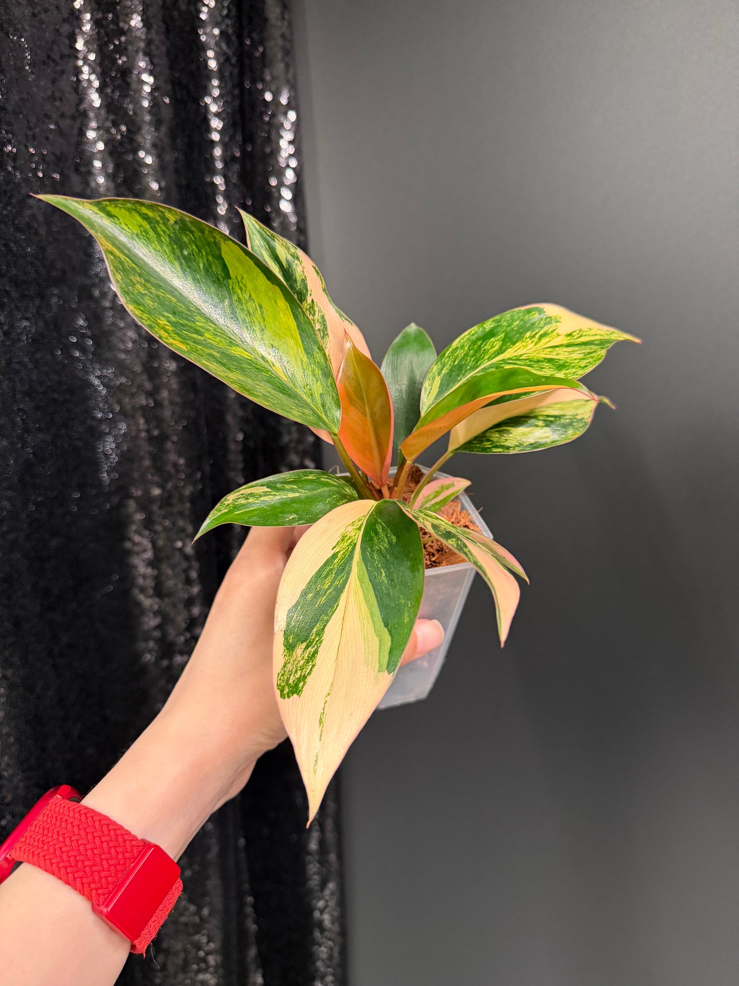 Variegated Philodendron Red Congo: Rare Aroid Plant