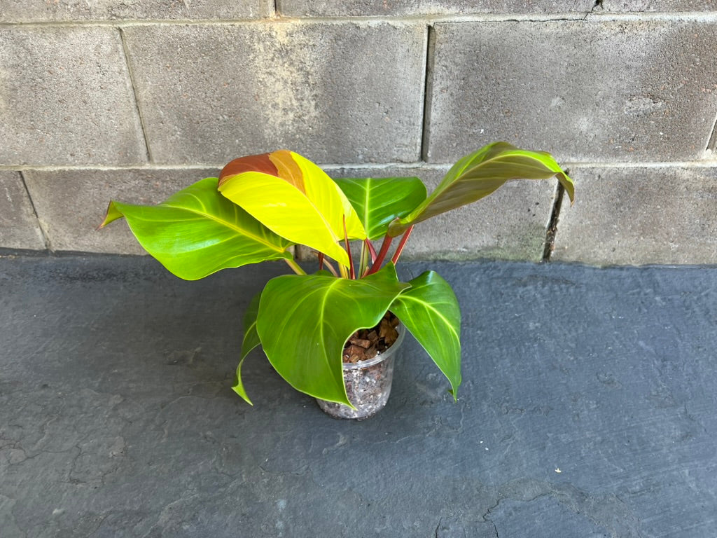 Philodendron Yellow Flame Red Moon, Exact #1