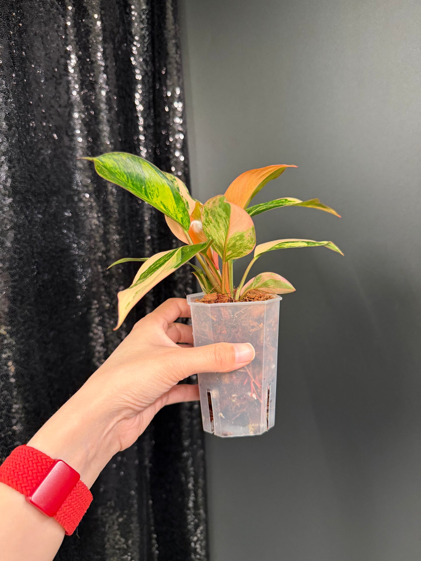 Variegated Philodendron Red Congo: Rare Aroid Plant