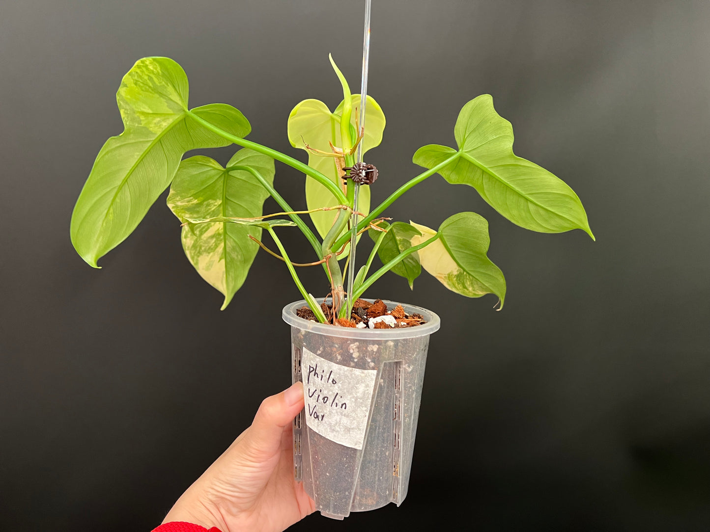 Philodendron Violin Variegated, Easy Rare Tropical Exotic Plants