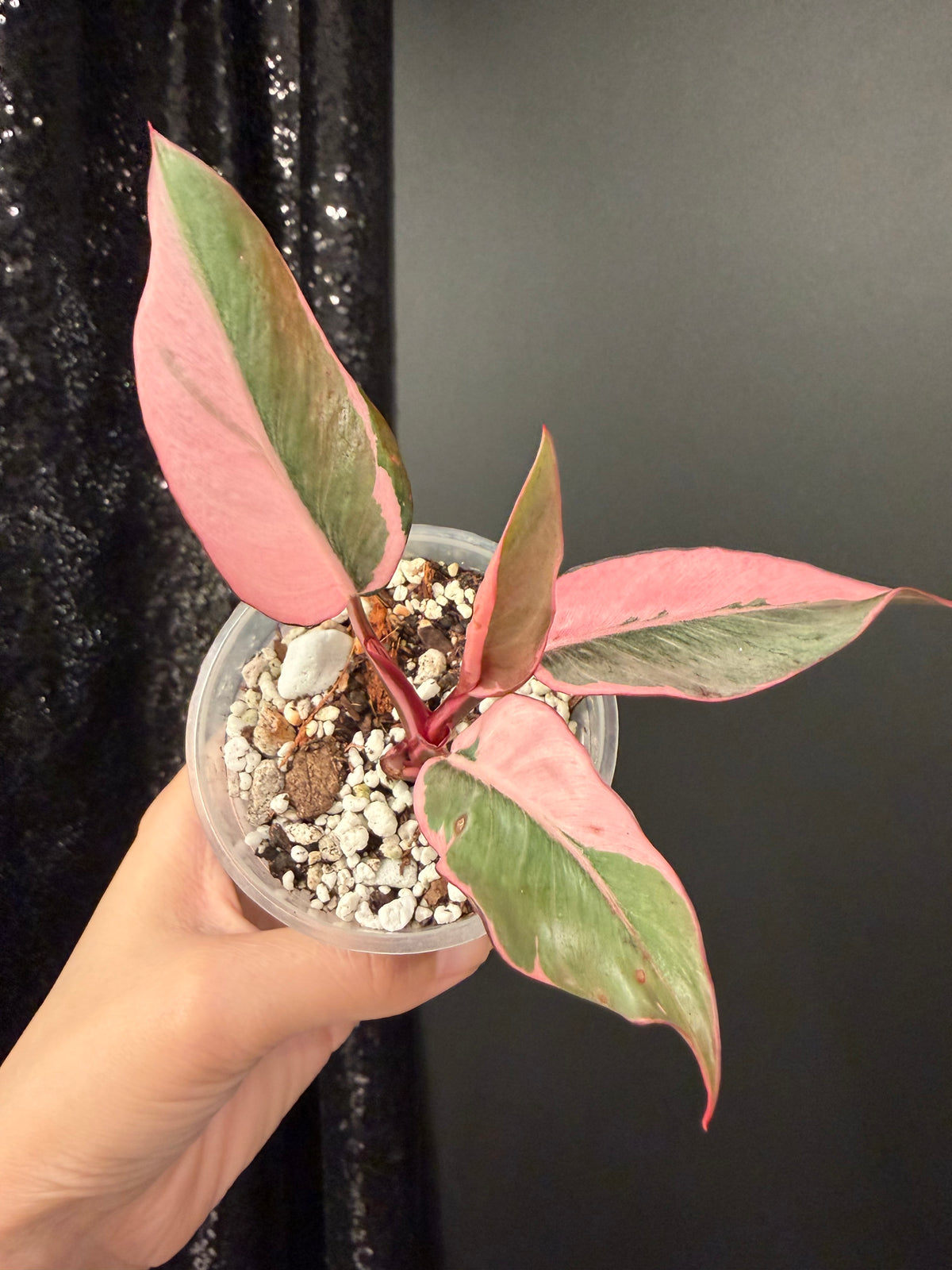 Philodendron Pink Princess Mutation