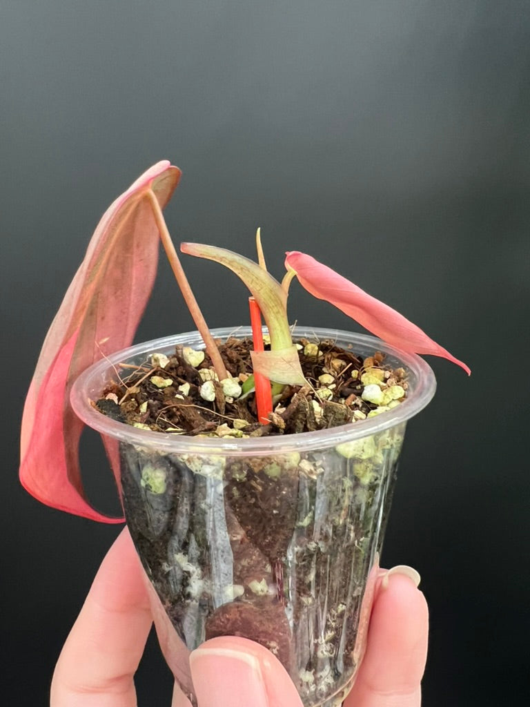 Variegated Aurea/Pink Philodendron Micans