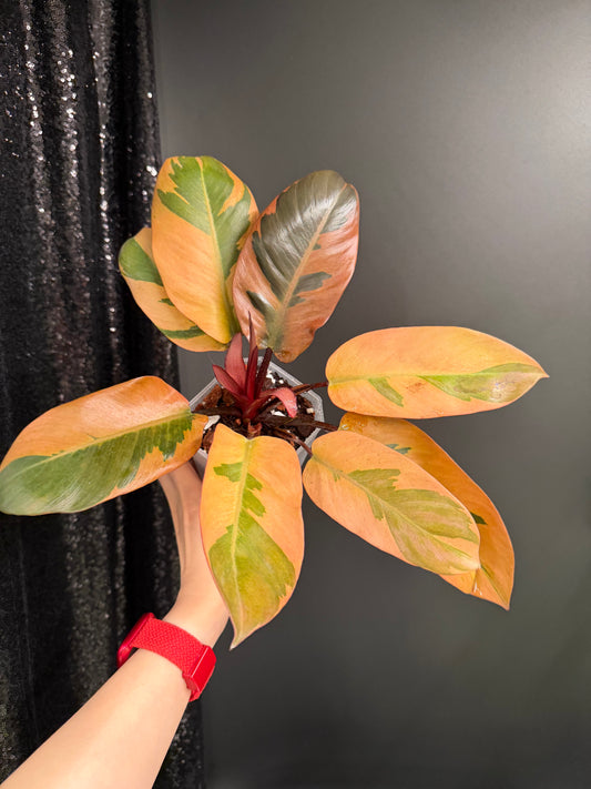 Black Cardinal Variegated