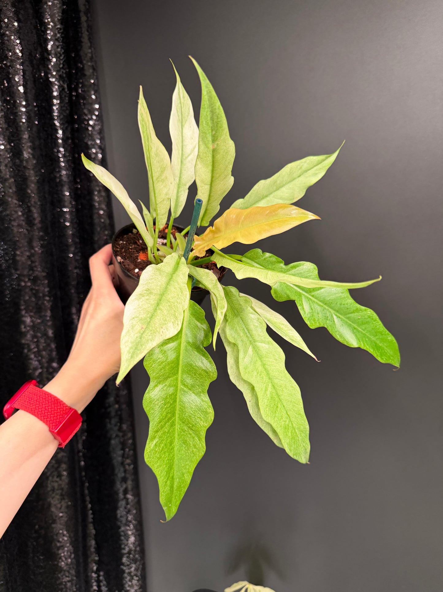 Philodendron Pluto Mint