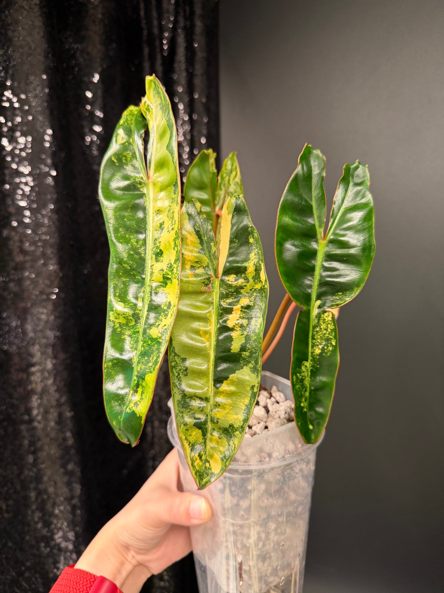 Philodendron Billie Variegated