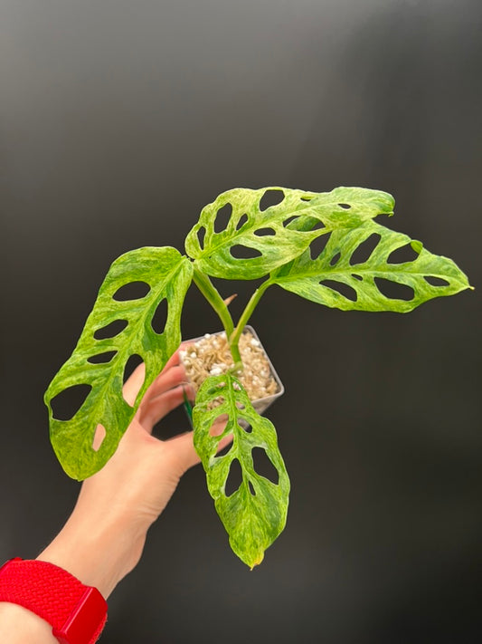 Monstera Laniata Mottled Variegated