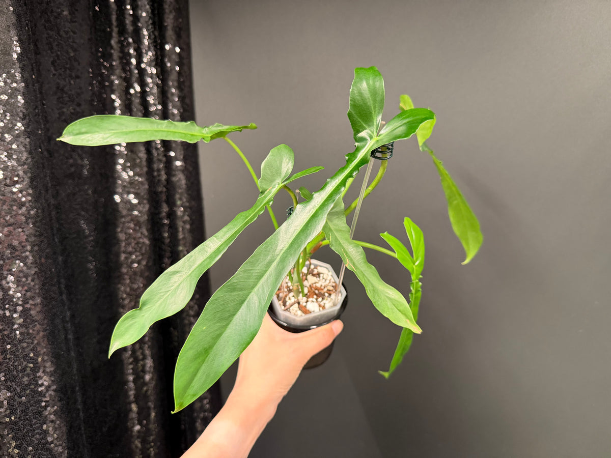 Philodendron Belle Isle
