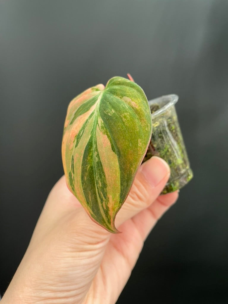 Variegated Aurea/Pink Philodendron Micans