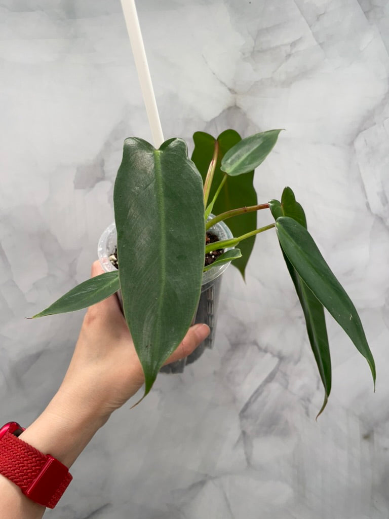 Philodendron Spiritus Sancti in 3.9" Pot