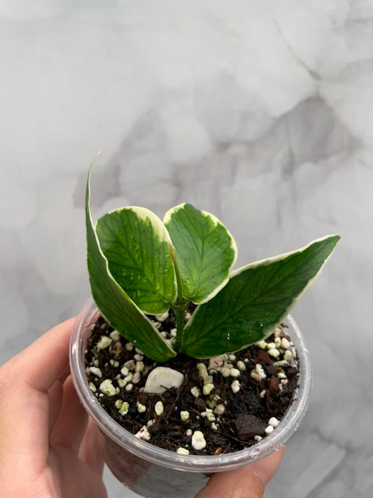 Hoya Polyneura Albo Variegated Rooted Cutting, Outer Variegated