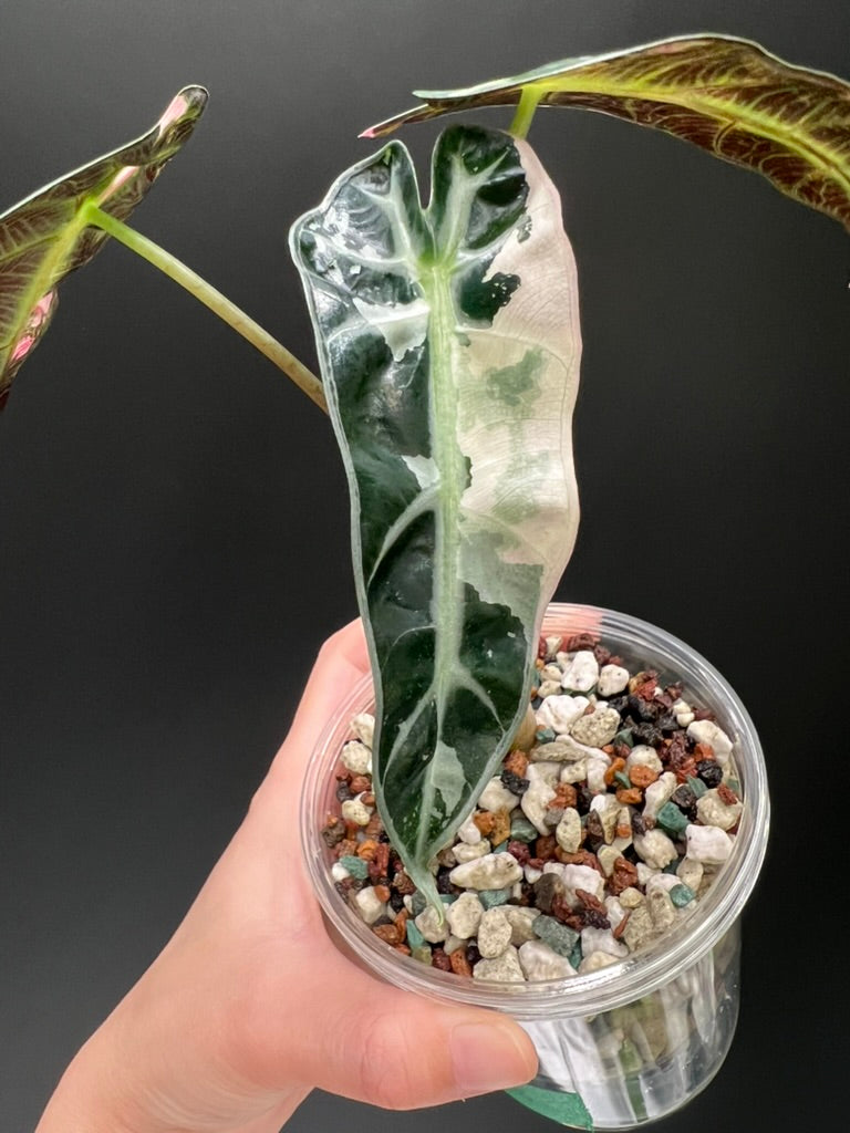 Alocasia Bambino Pink