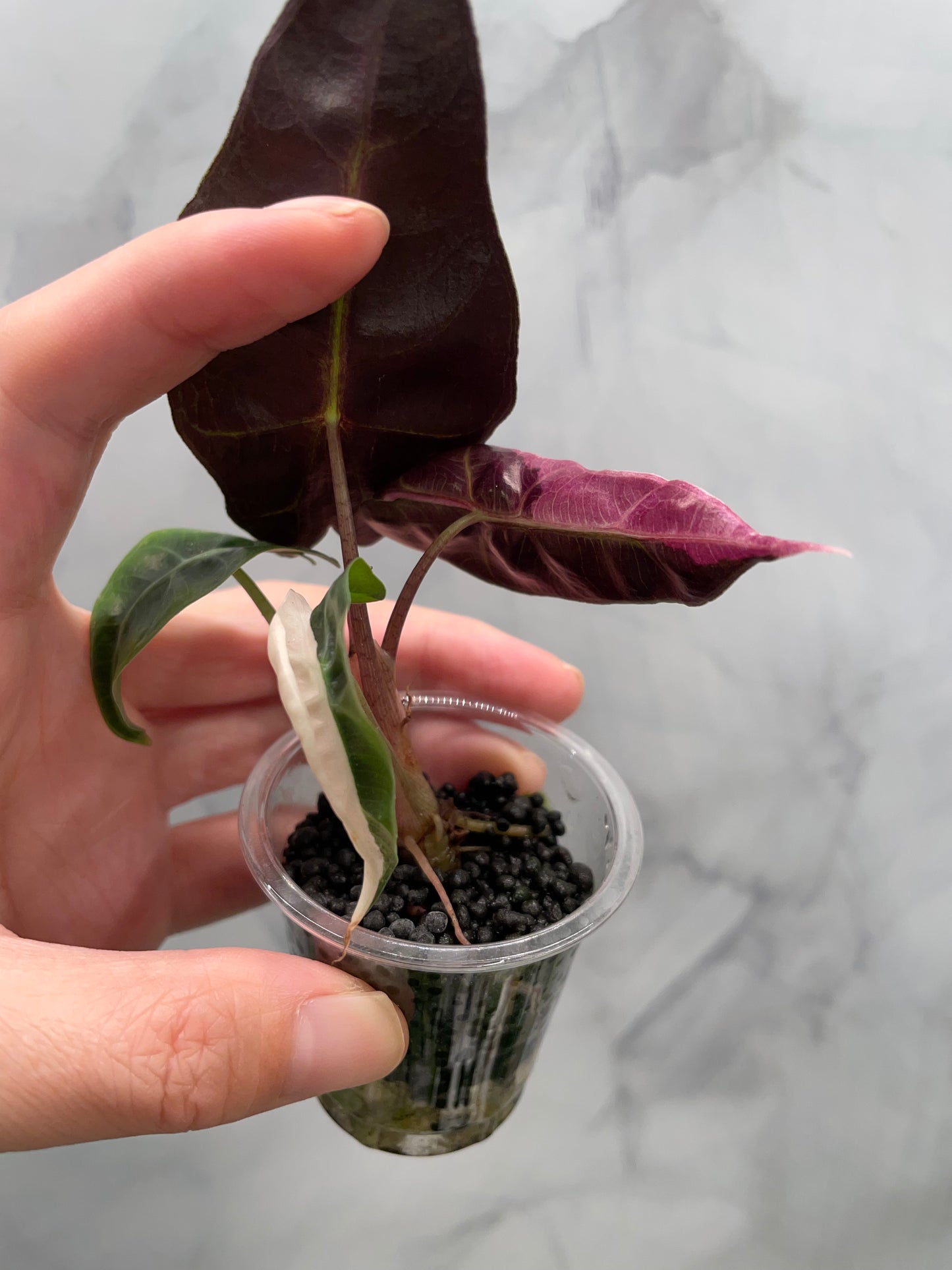 Alocasia Polly Pink Variegated | Stunning Pink Leaves, Well Established