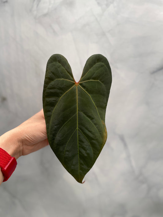 Anthurium besseae aff x Papillilaminum, 1 Large Leaf Top Cutting, Exact Plant