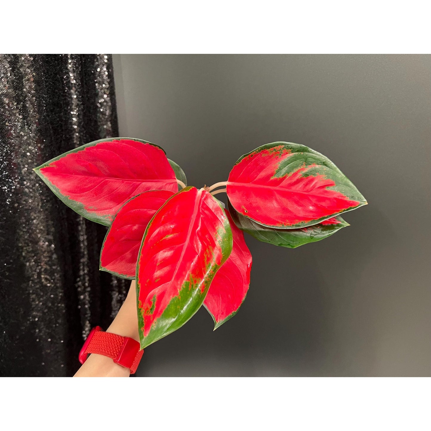 Aglaonema Suksomjai