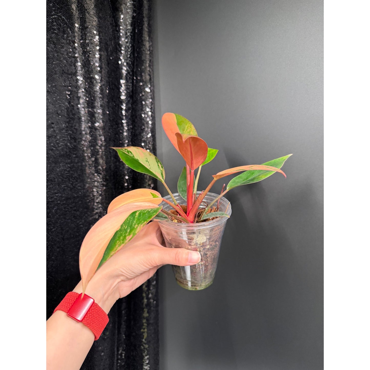 Variegated Philodendron Red Congo: Rare Aroid Plant