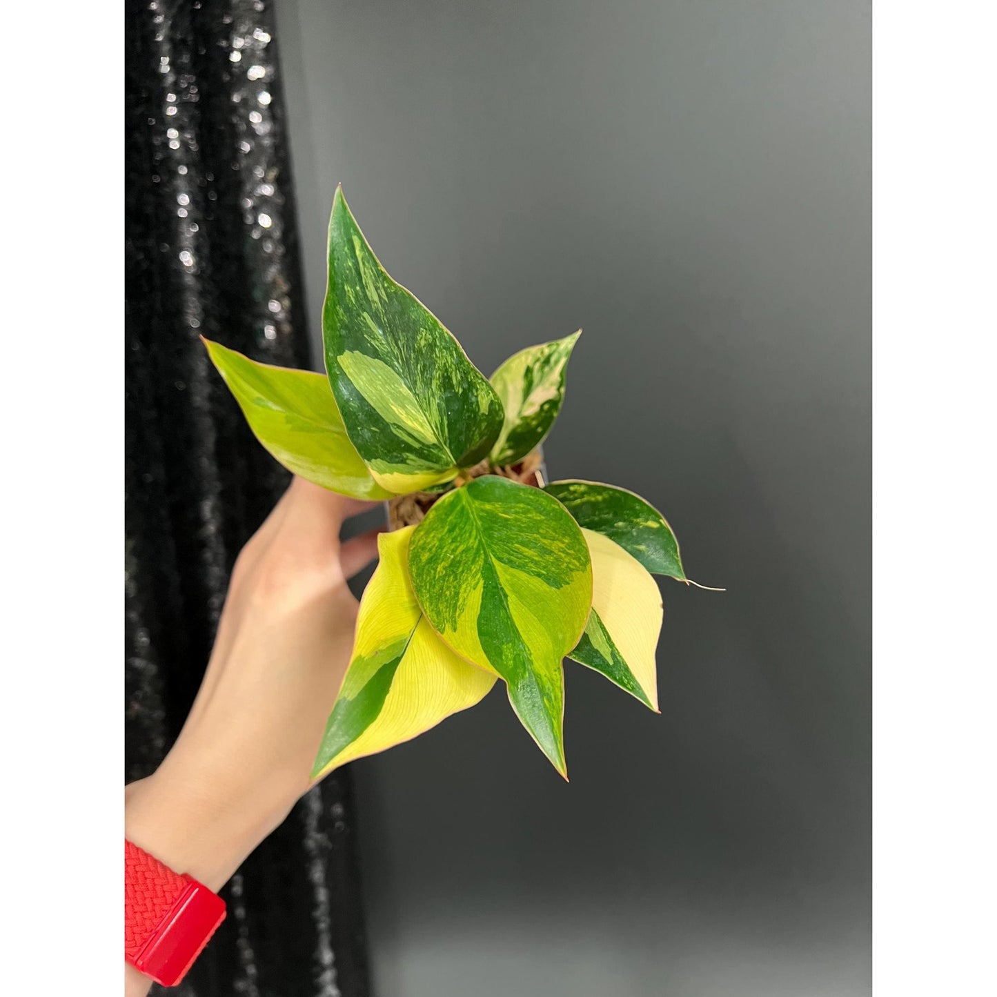 Philodendron Red Congo, Bushy Starter Plant, US Seller