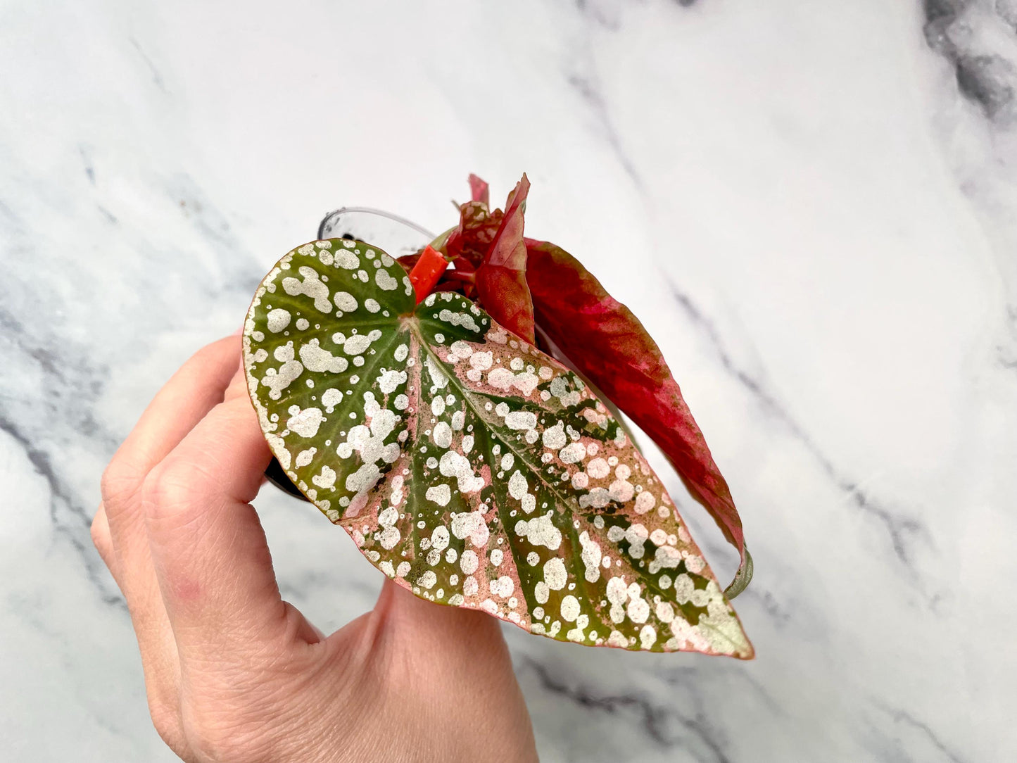 Begonia Snow Capped Variegated Newly Rooted Plant