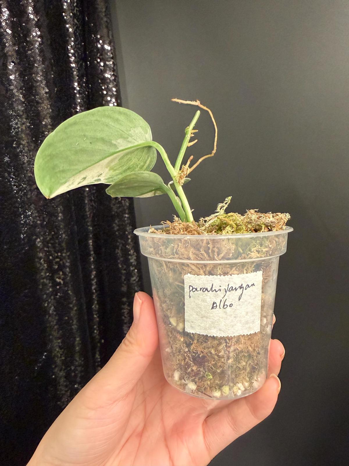Scindapsus Parahyangan Albo Variegated