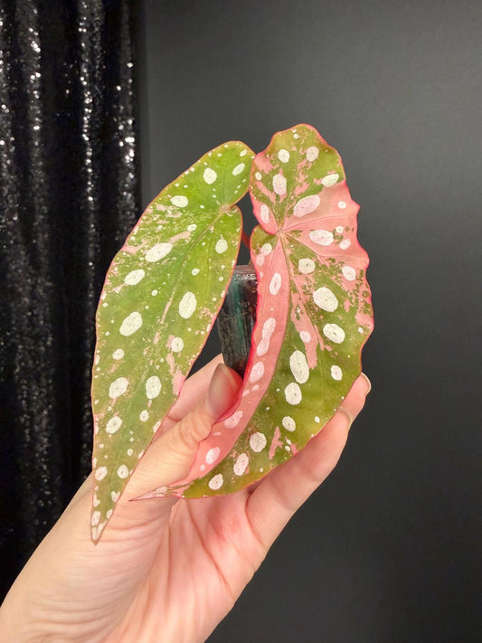 Begonia Maculata Pink Variegated, Starter