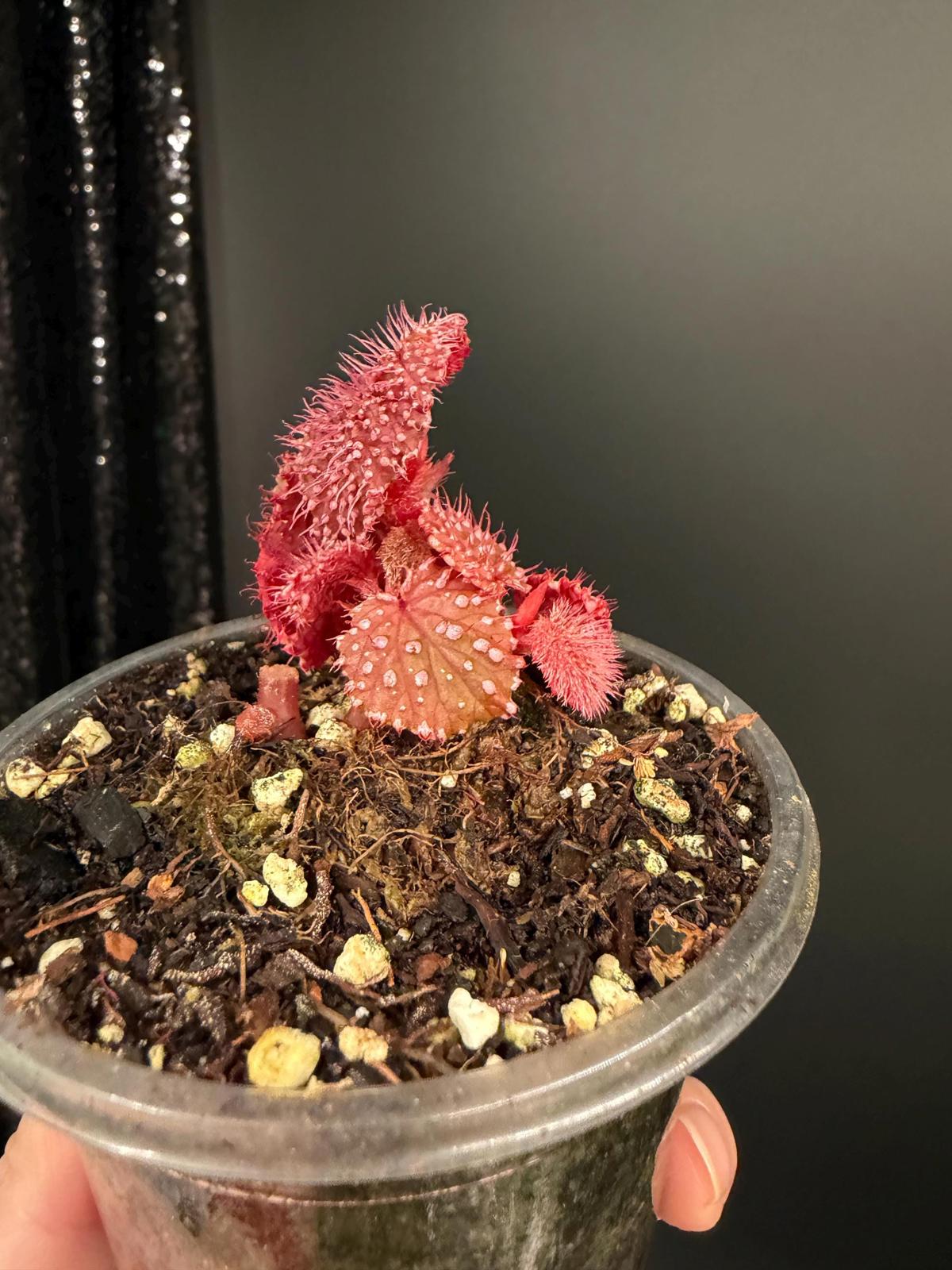 Begonia Pink Urchin, Rooted Starter